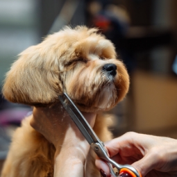 Category image: Pet Hair Clippers & Trimmers